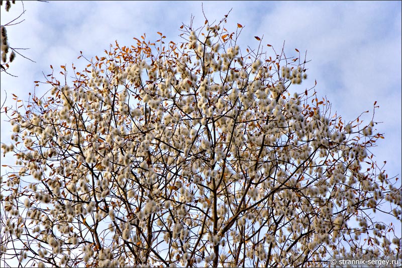 осень октябрь цветущая ива пятитычинковая сережки