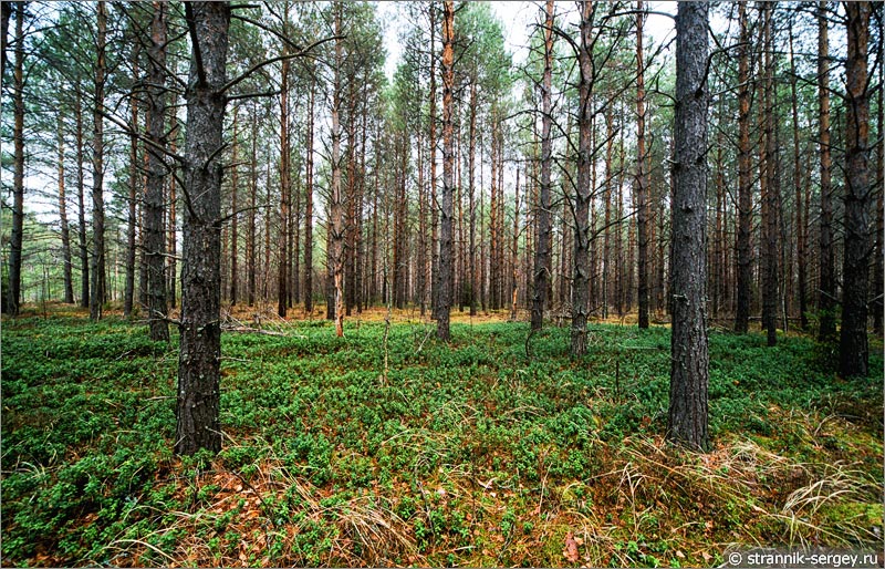 Брусничник среди сосновых деревьев в лесу поздней осенью в ноябре
