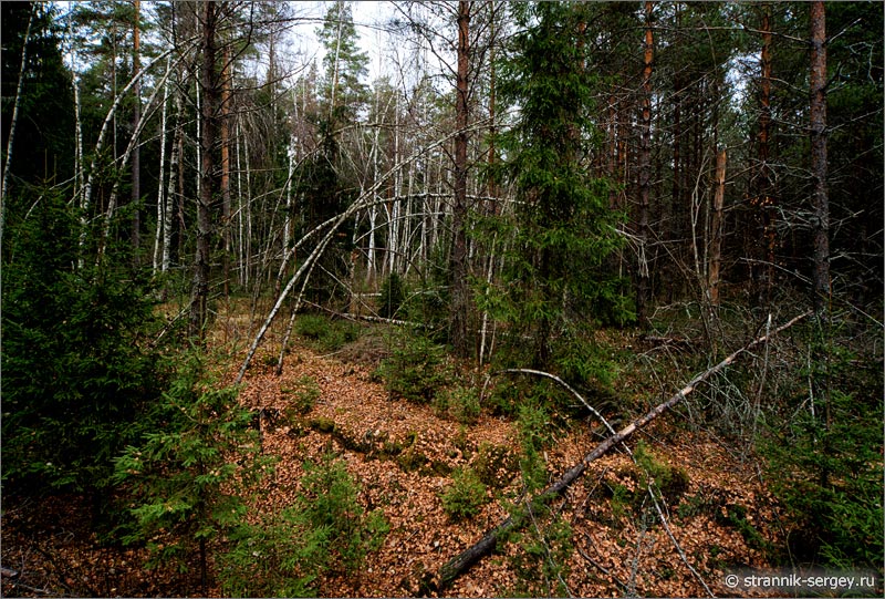 Деревья березы в лесу после ледяного дождя в лесу поздней осенью в ноябре