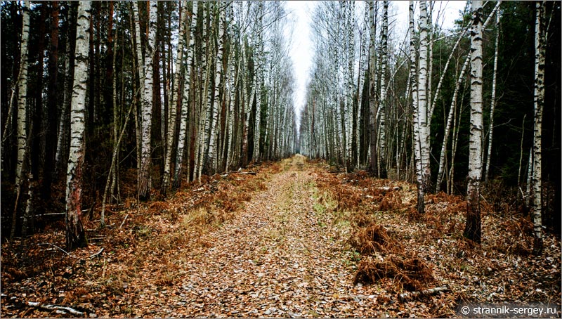 Дорога гать через болото сквозь деревья поздней осенью в ноябре