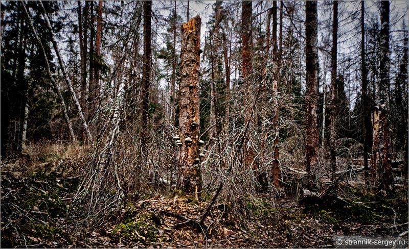 мертвое дерево на болоте поздней осенью в лесу