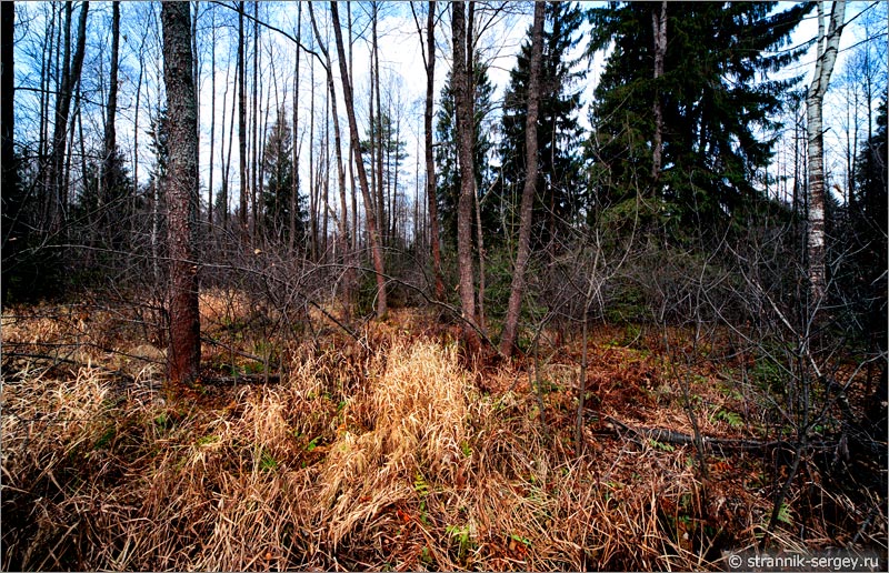 Лес, болото деревья черной ольхи поздней осенью в ноябре