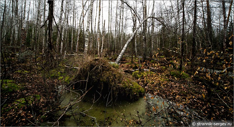 Деревья, вывороченные бурей, на болоте в лесу поздней осенью в ноябре