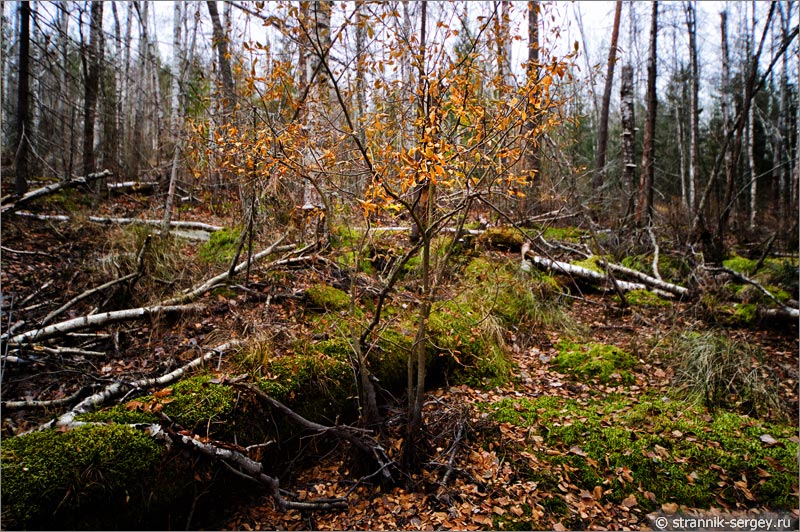 деревья на болоте в лесу поздней осенью в ноябре