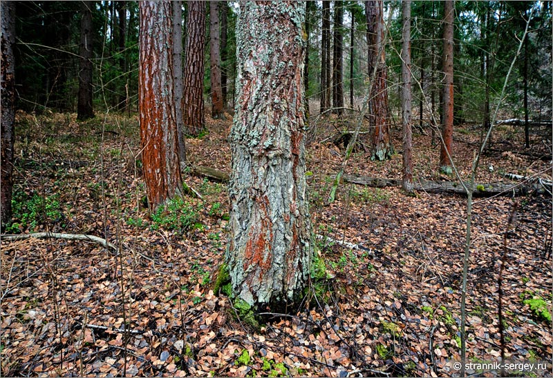 Могучие деревья сосен в осеннем лесу в ноябре