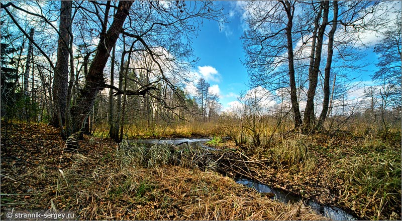 Бобриная запруда на реки под деревьями поздней осенью в ноябре