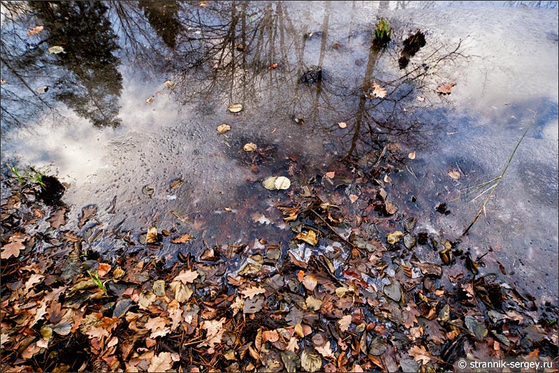 Отражение деревьев в замерзшей воде поздней осенью в ноябре