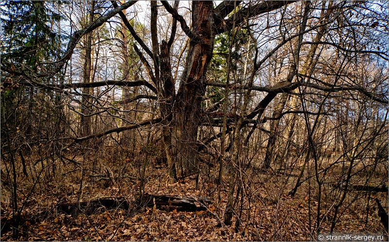 старое дерево в лесу поздней осенью в ноябре