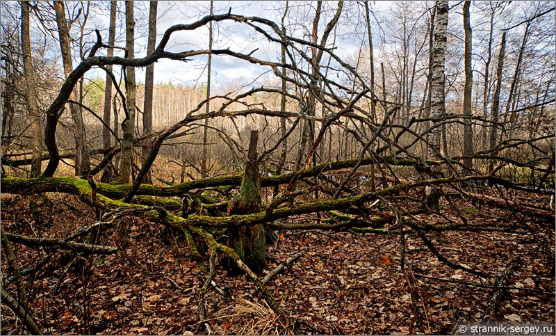 мертвые деревья в лесу поздней осенью в ноябре