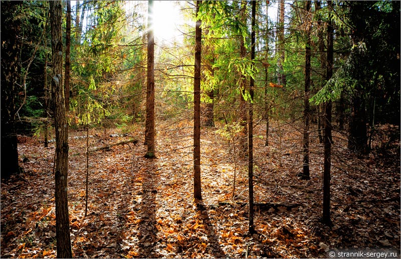 Солнце в лесу среди деревьев поздней осенью в ноябре