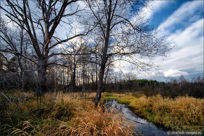 Малая река на болоте под деревьями поздней осенью в ноябре