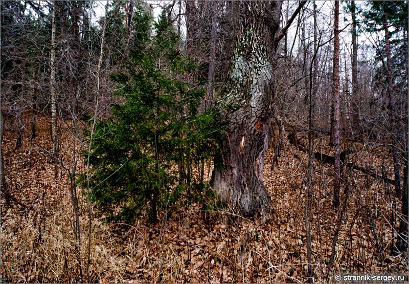 Деревья дуба и молодой ели в осеннем лесу