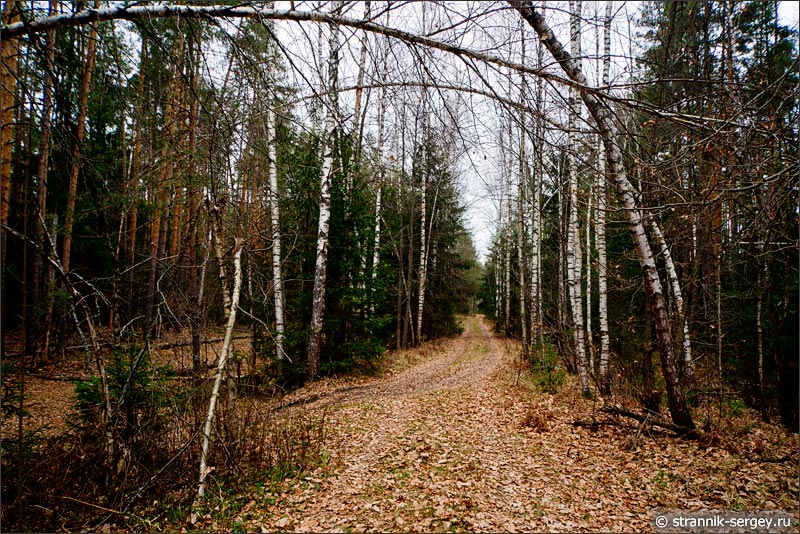 Лесная дорога среди деревьев поздней осенью в ноябре