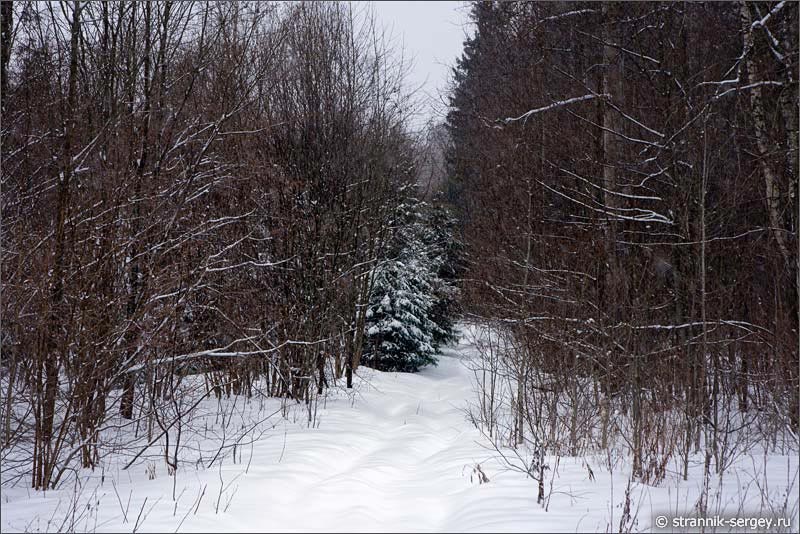 Опушка леса под снегопадом