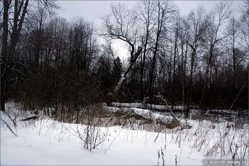 Упавшие деревья, снегопад