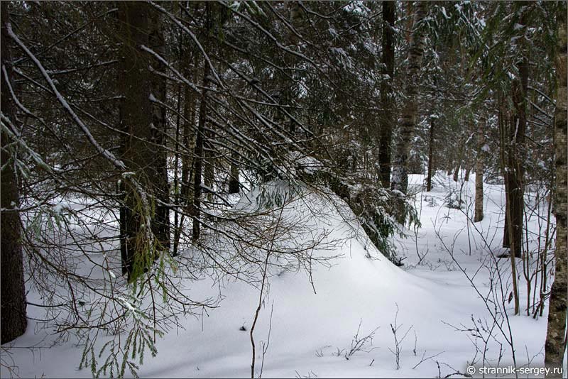 Муравейники в зимнем лесу под снегопадом