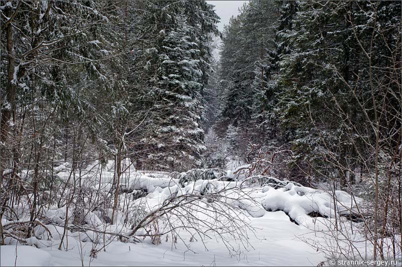 Снегопад - зимний лес