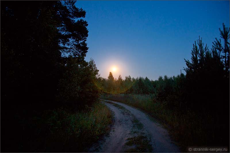 Ночь в лесу — фото