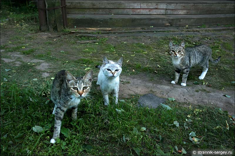 Фото котов в селе Нерль