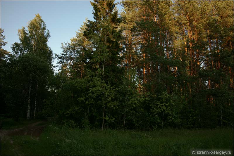 Лес за деревней фото
