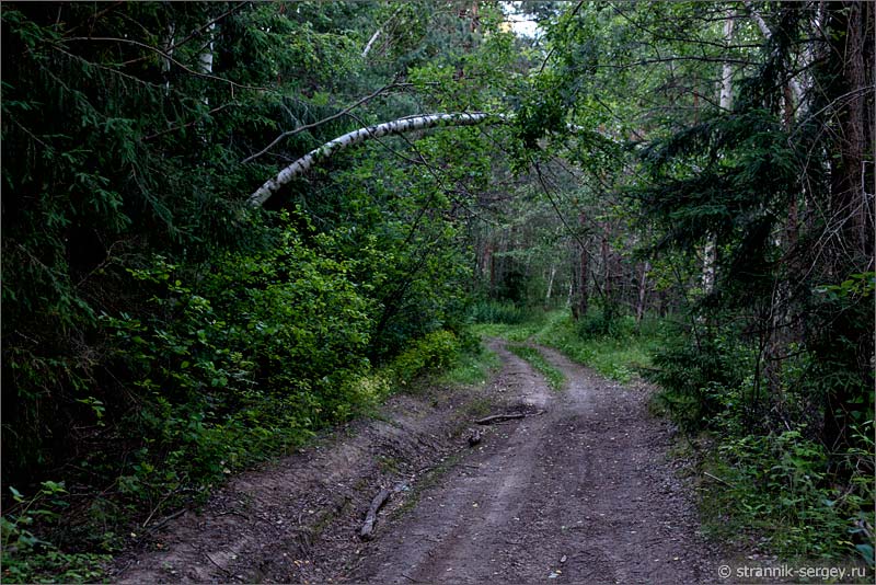 Дорога через лес к деревне фото