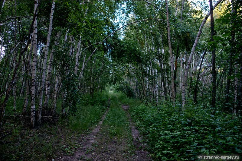 Березвый лес рядом с деревней фото