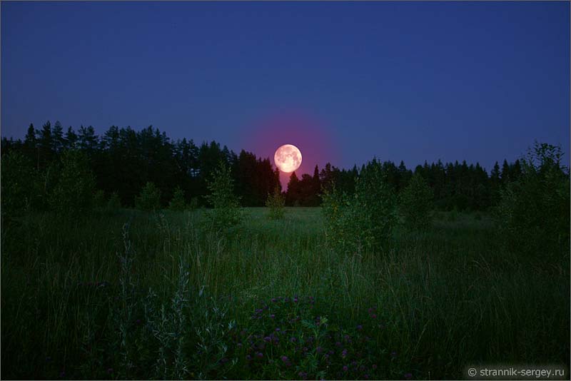 Ночь в лесу при полной Луне фото