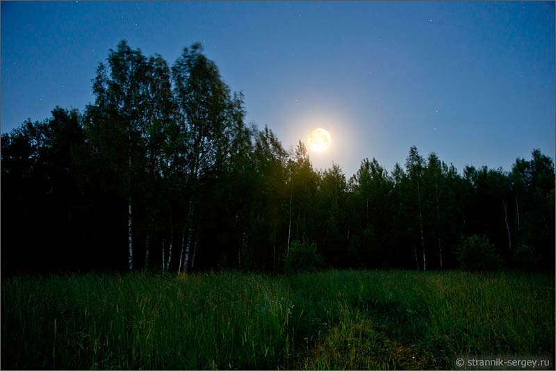 Ночь полнолуния в лесу, луна над лесом