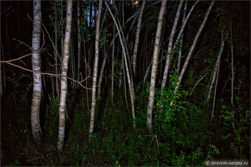 Ночь в лесу