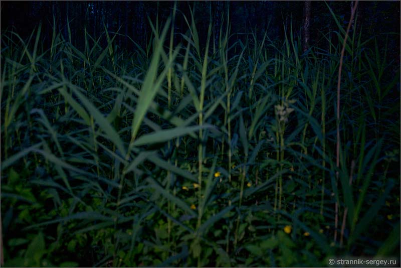 Ночь в лесу болото