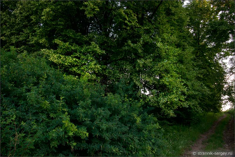 Усадебный парк в усадьбе графа Нарышкина в Елпатьево