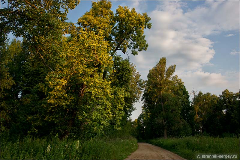 Старинные липовые аллеи в усадебном парке в Елпатьево