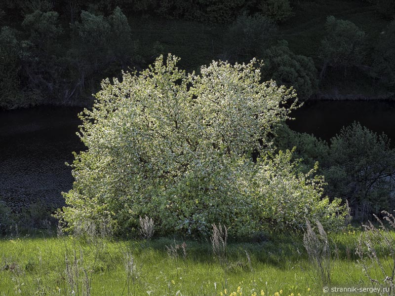 Цветущая дикая яблоня на берегу реки