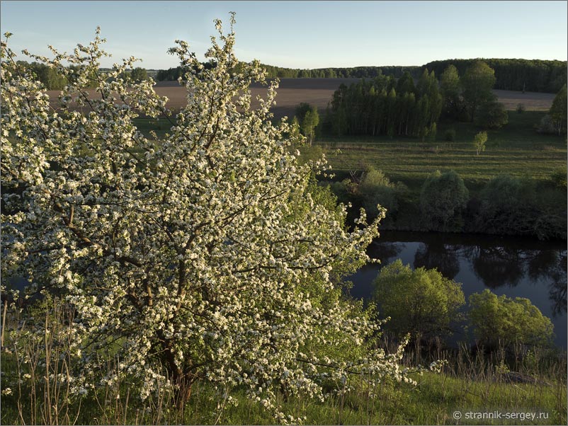 Цветущая дикая яблоня на вершине холма над рекой