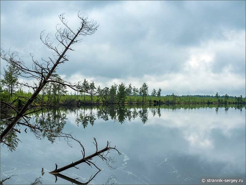 Берег лесного озера