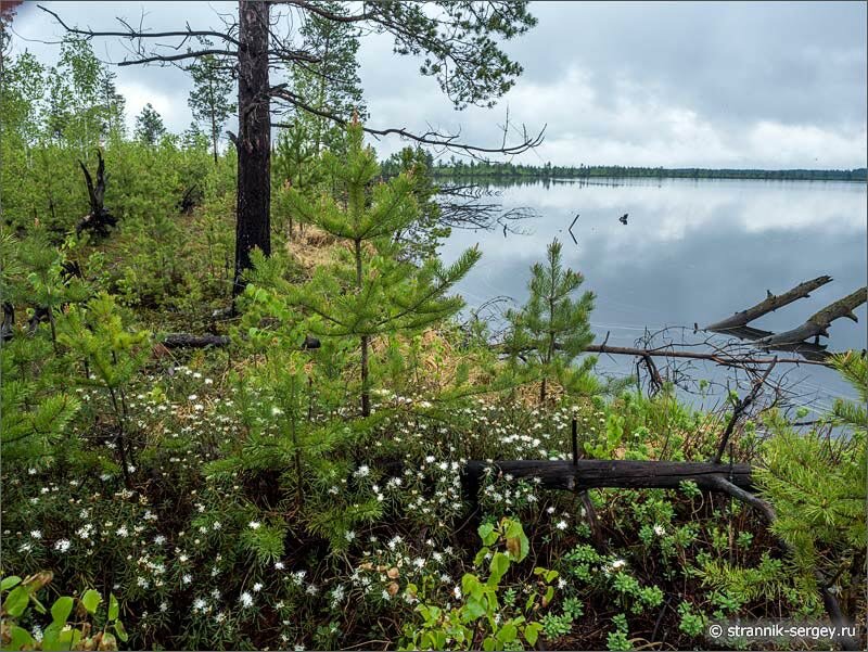 Цветущий багульник на берегу лесного озера