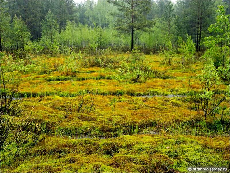 Болото в дождь. Ковры из мха.