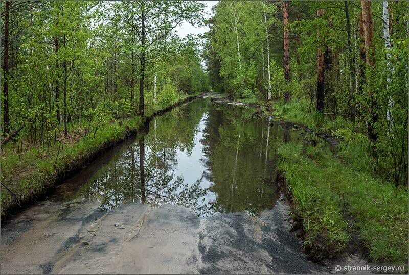 Лесная дорога в Мещере