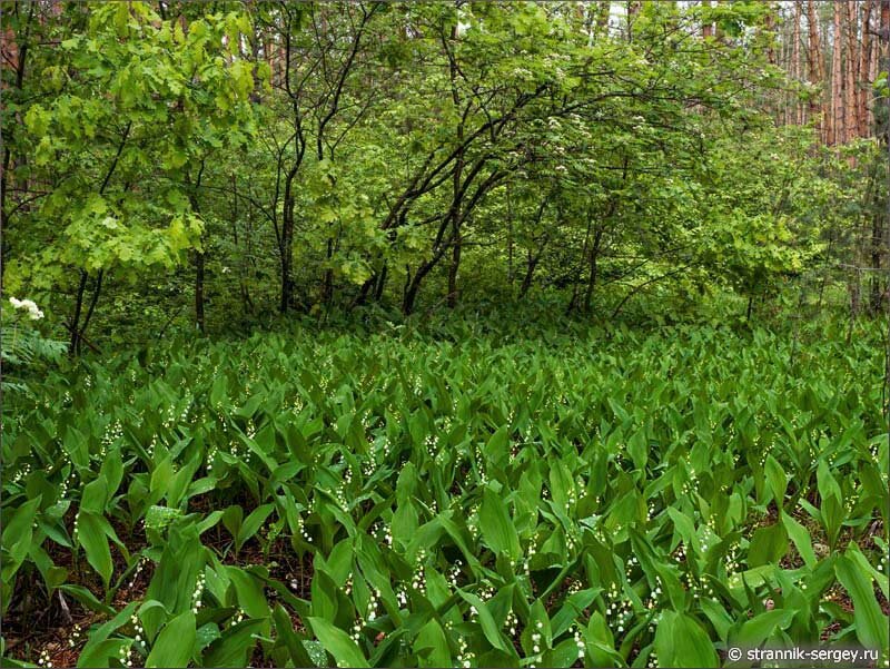 Цветущие ландыши в Мещерских лесах