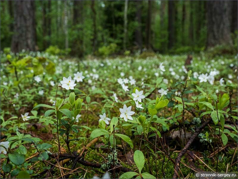 Седмичник в лесах Мещеры