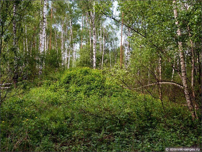 Мещерский лес