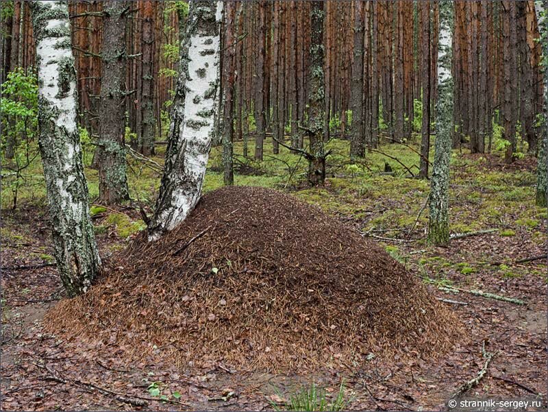 Муравейник в лесах Мещеры
