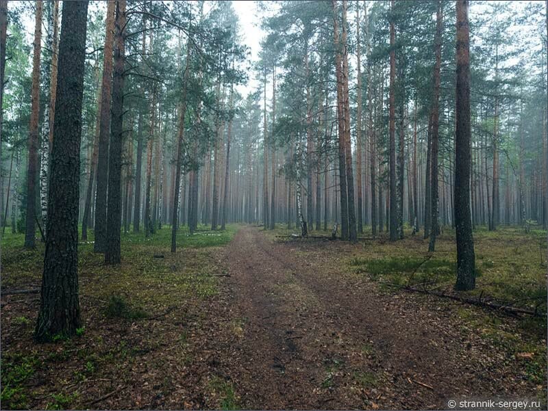 Лес под дождем