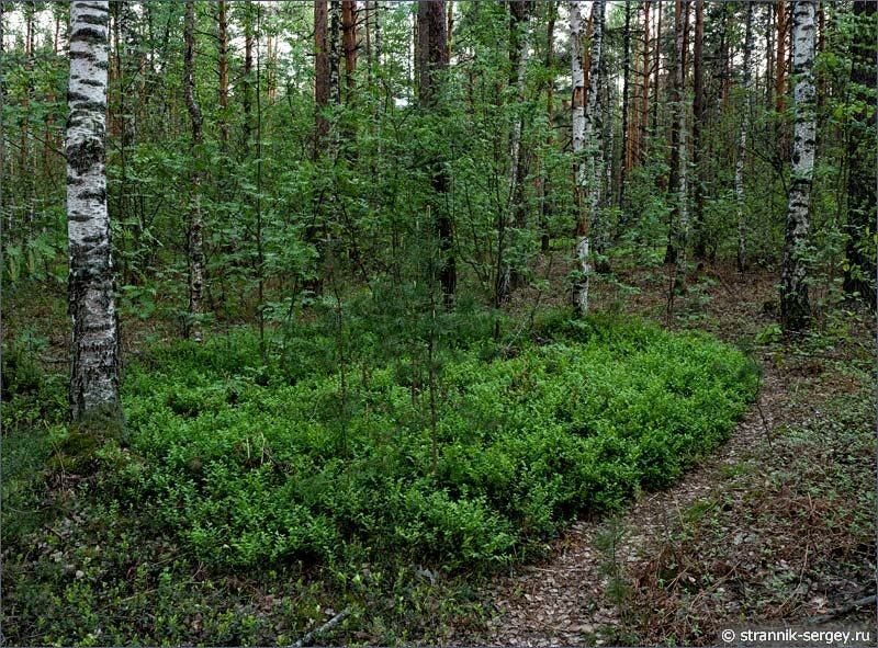Новые побеги черники в лесах Мещеры