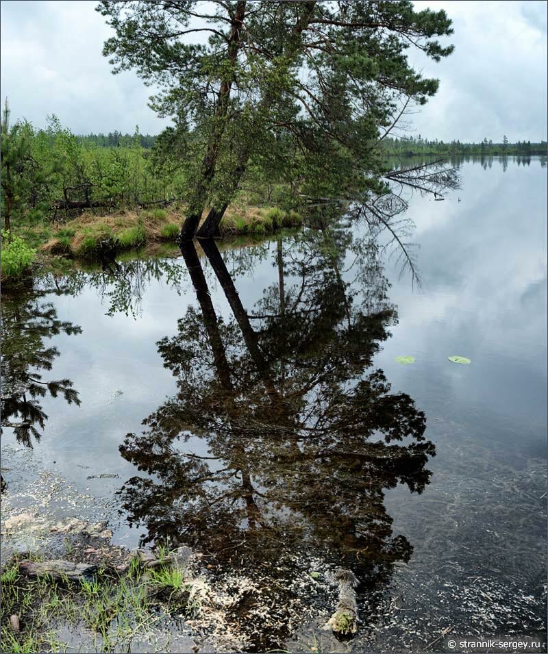 Берег лесного озера