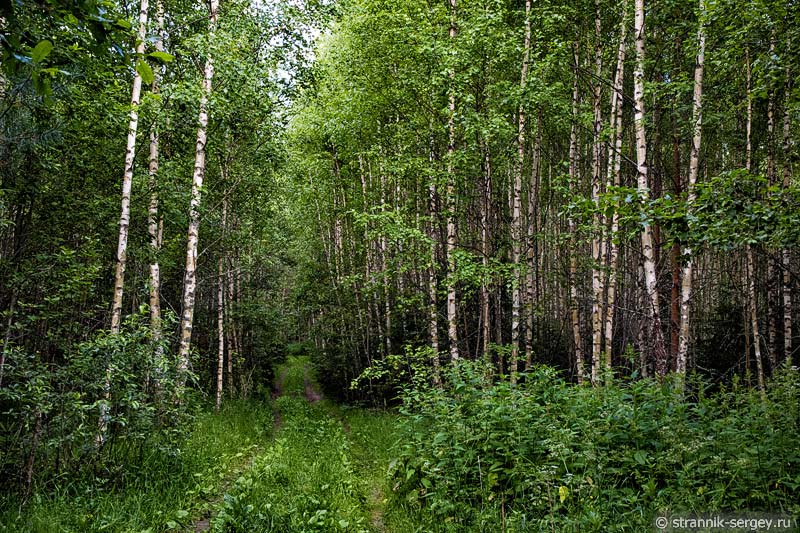 Лес возле реки Нерли Клязьменской