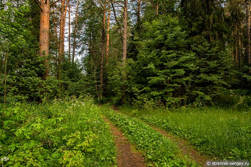 Лес у реке Нерль Клязьминская